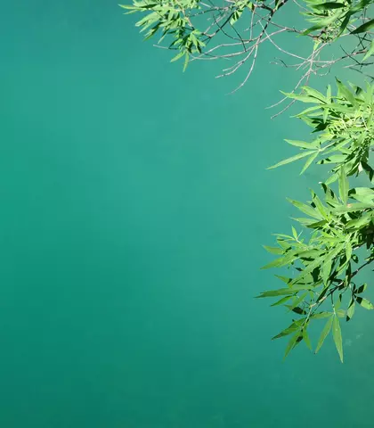 tree-water-nature-outdoor-branch-plant-777425-pxhere.com_